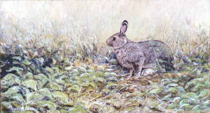 hare3