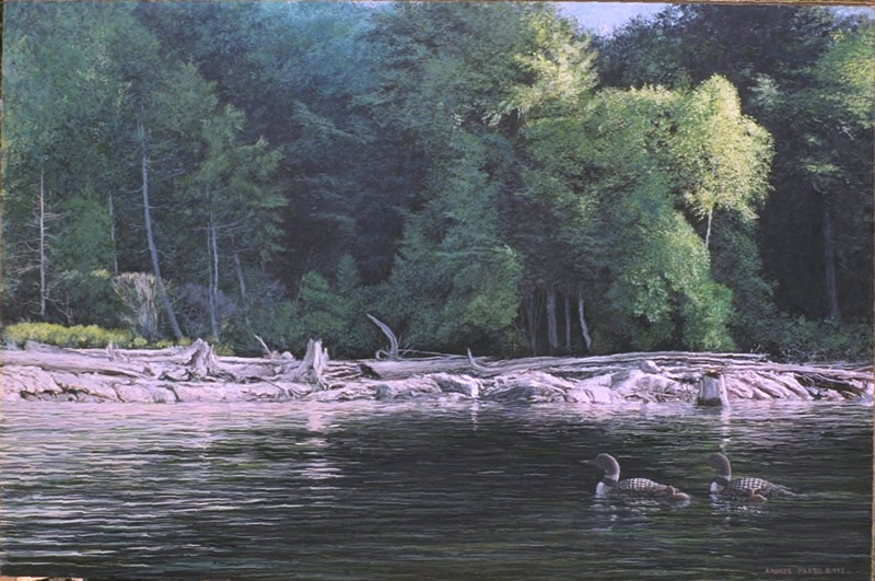 driftwood shore