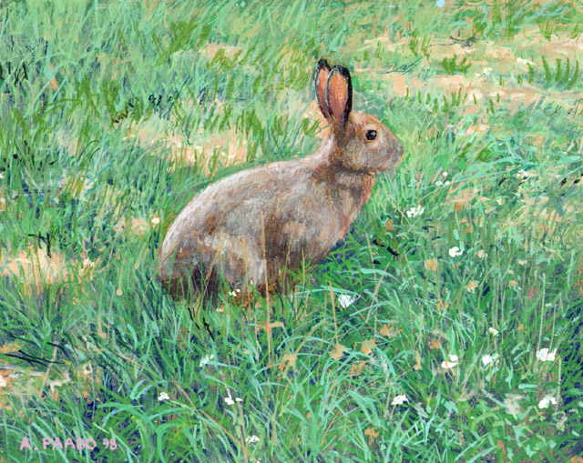 hare2