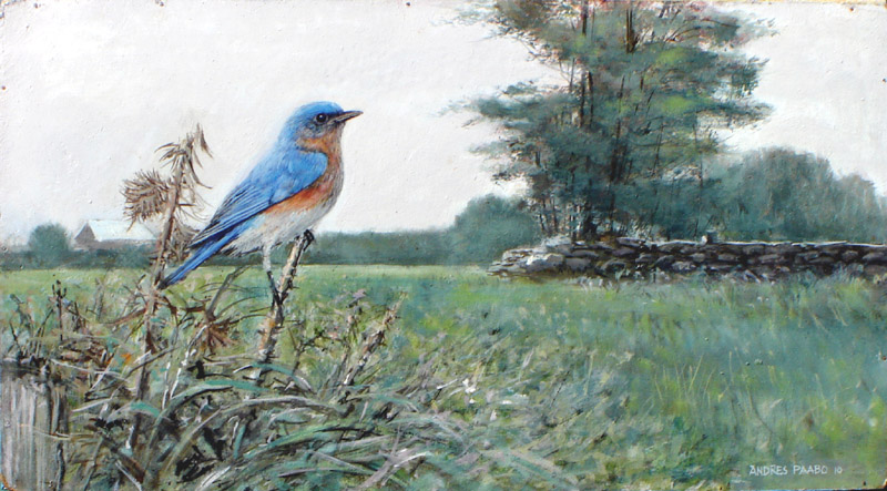 bluebird