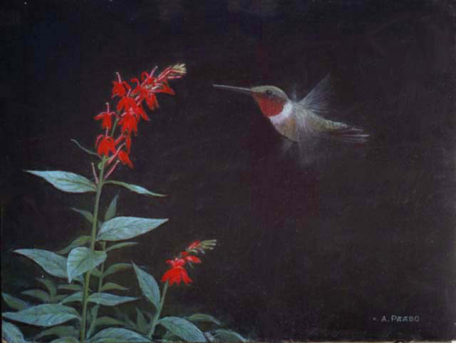 hummingbird