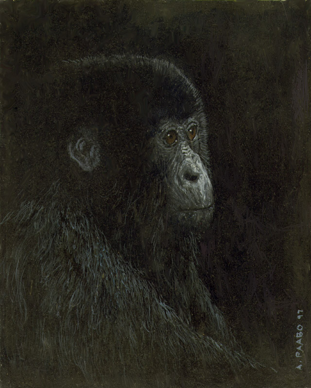 gorilla