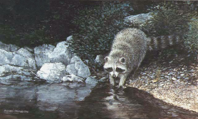 racoon