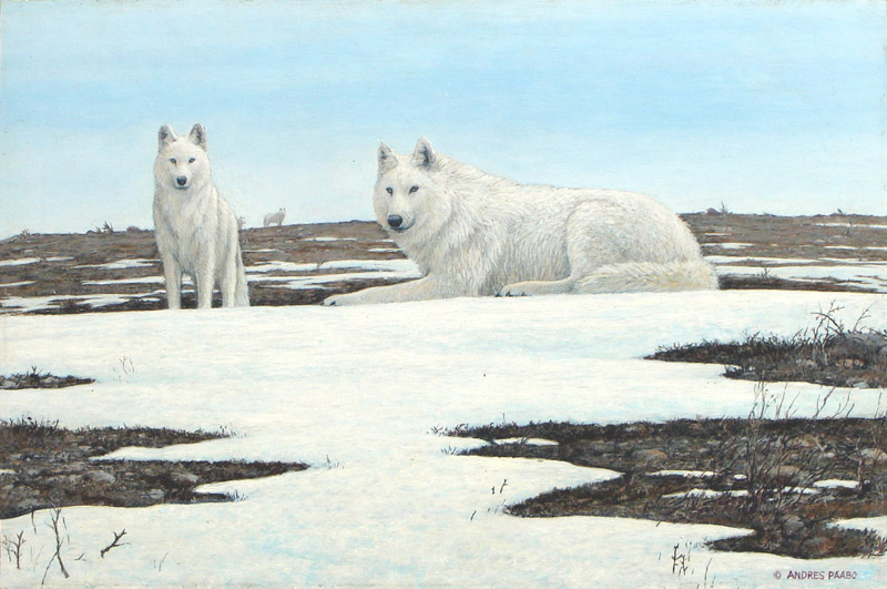 tundra spring - arctic wolves