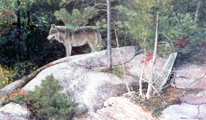 wolf on cliff