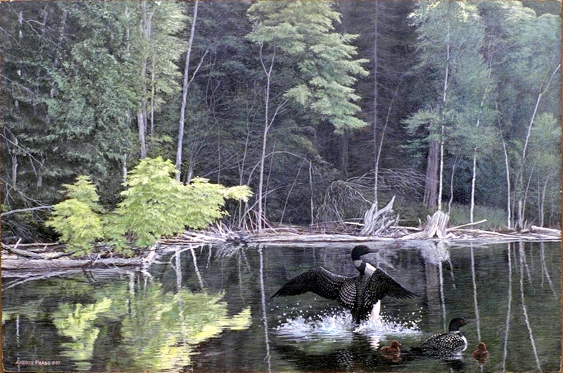 wildshore loons